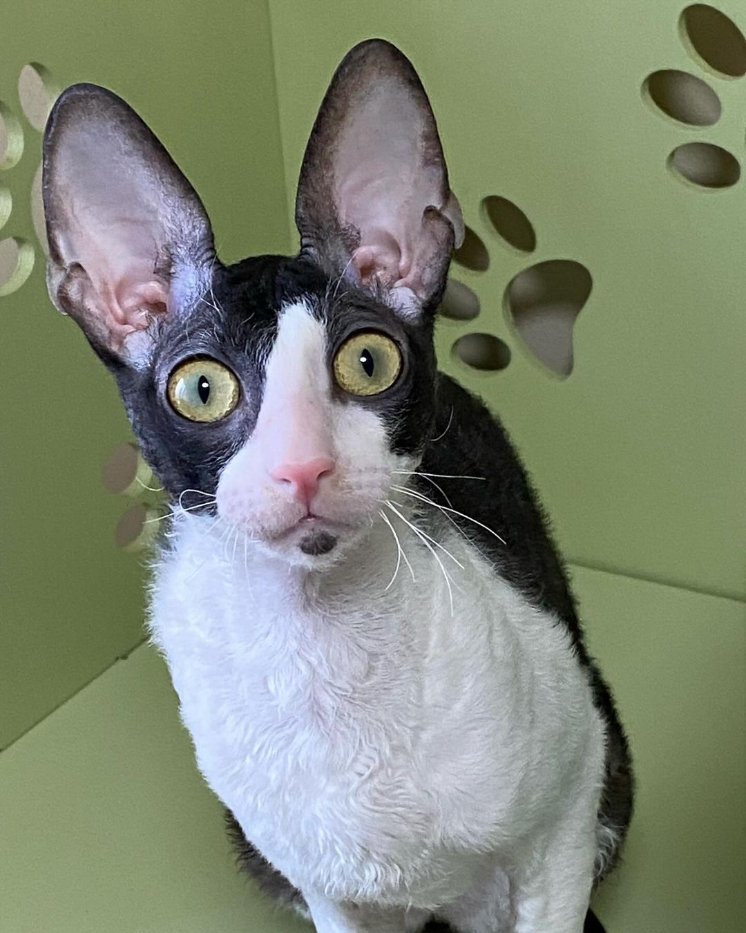 cornish rex breeders