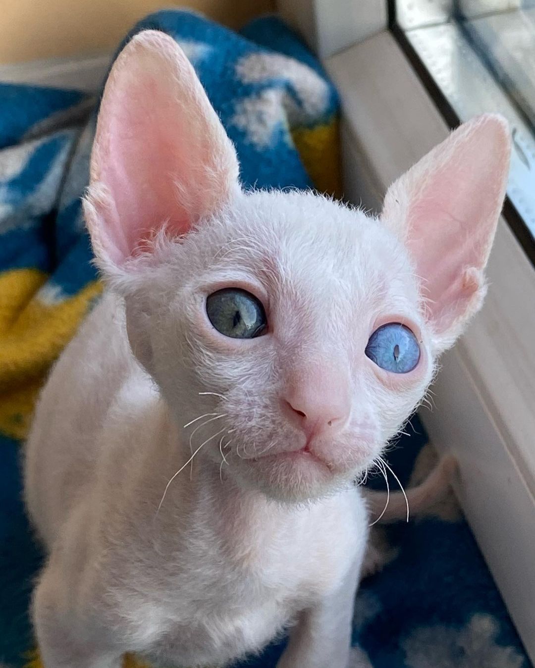 cornish rex kittens for sale