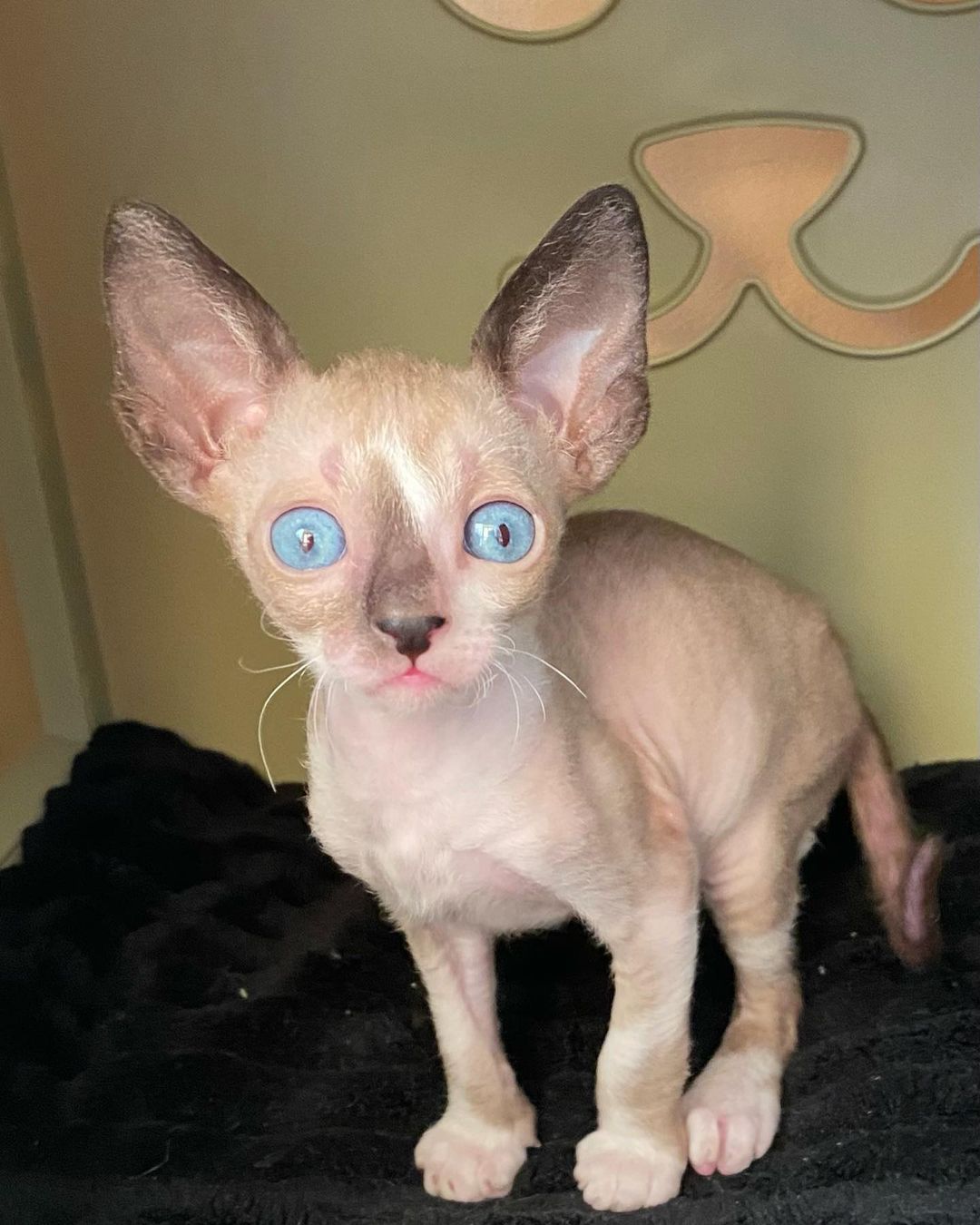 cornish rex kittens for sale