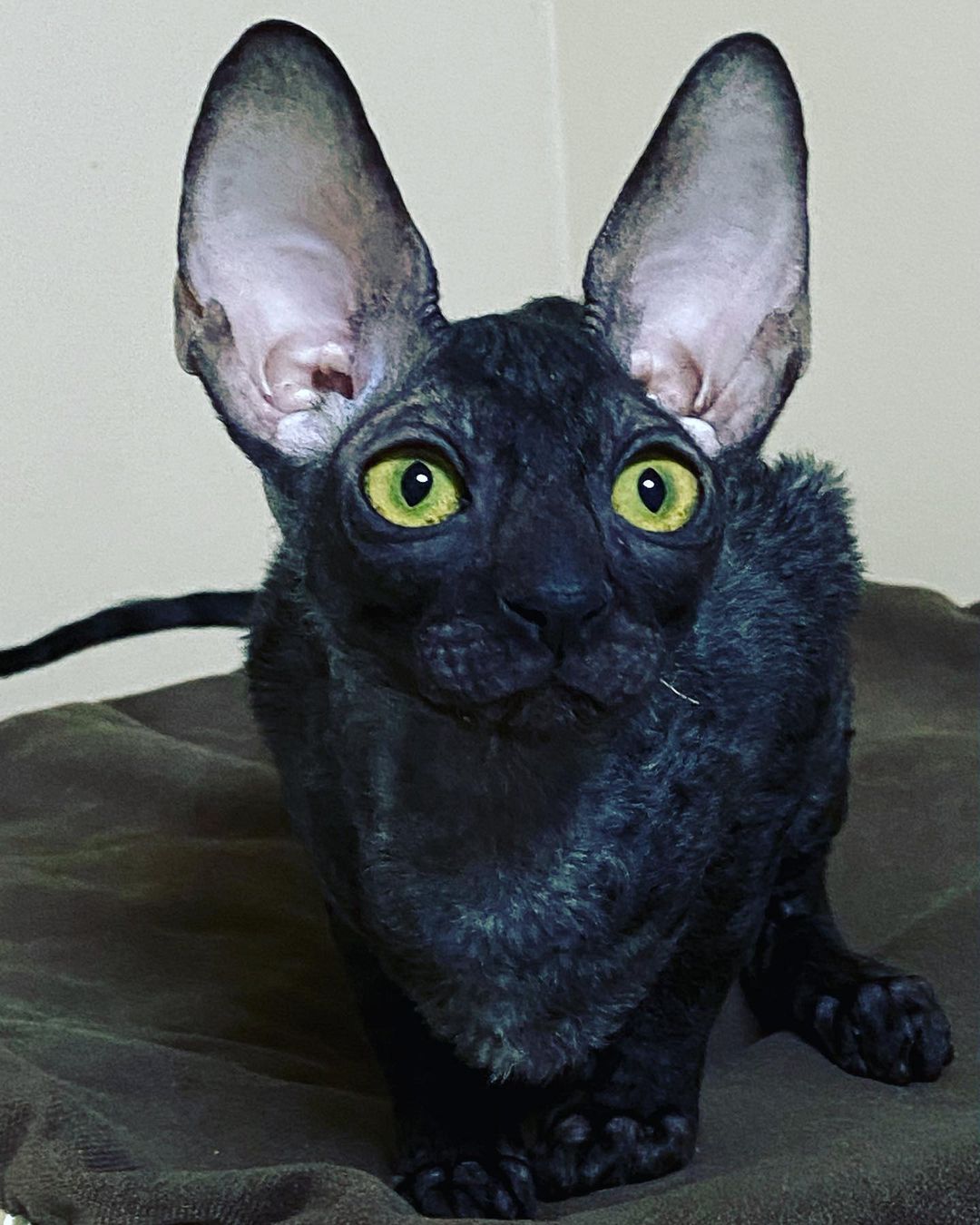 cornish rex breeders