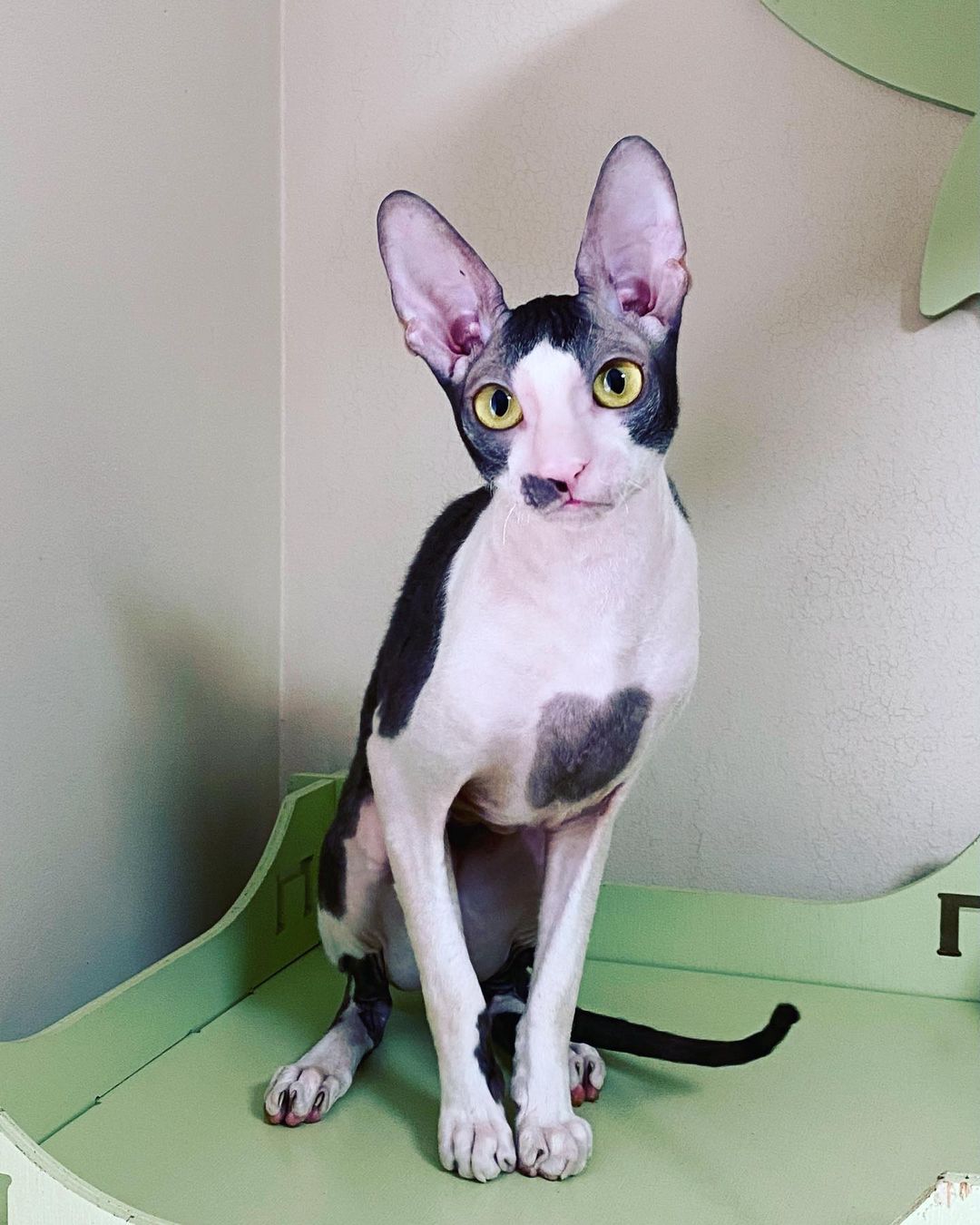 cornish rex breeders