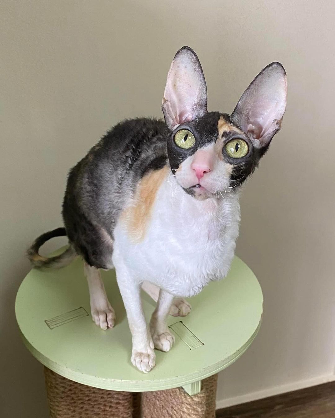 cornish rex breeders