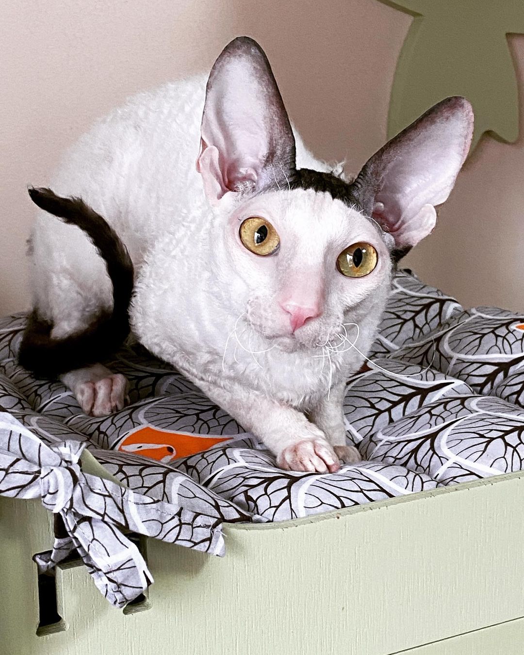 cornish rex breeders