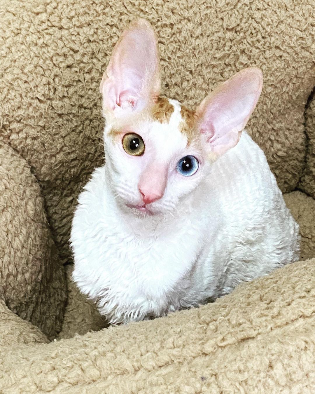 cornish rex breeders