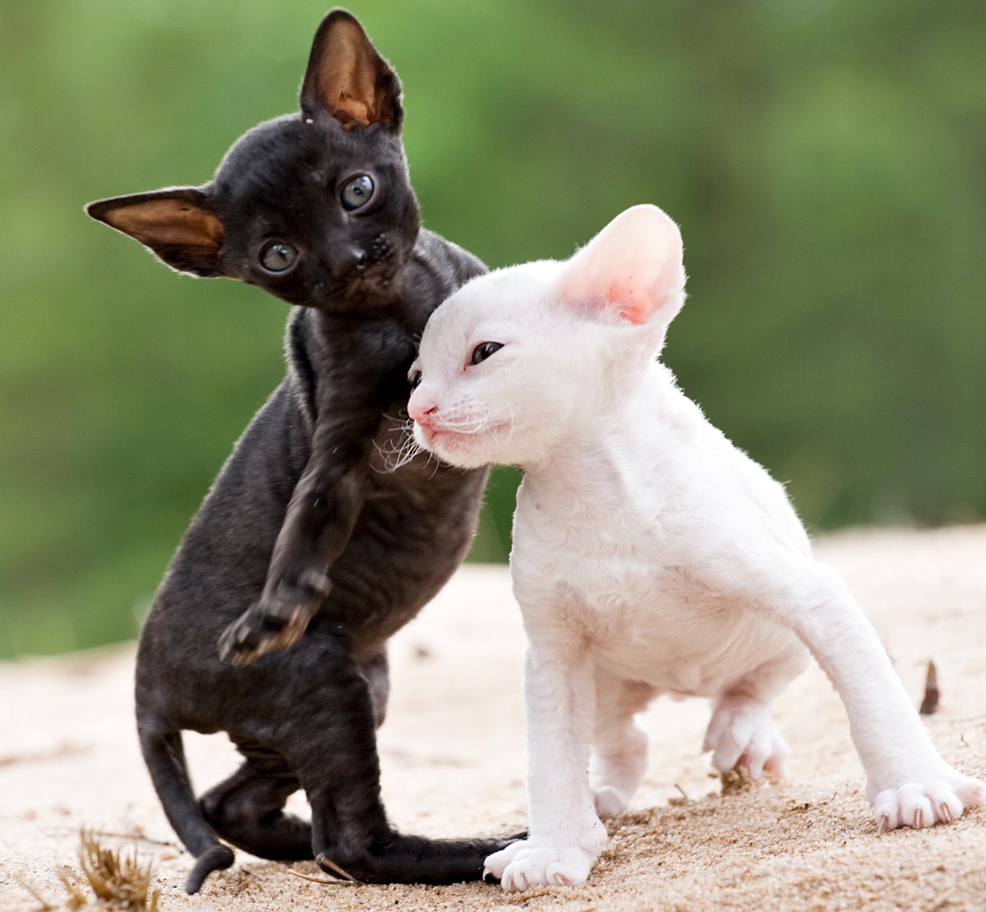 History Of Cornish Rex