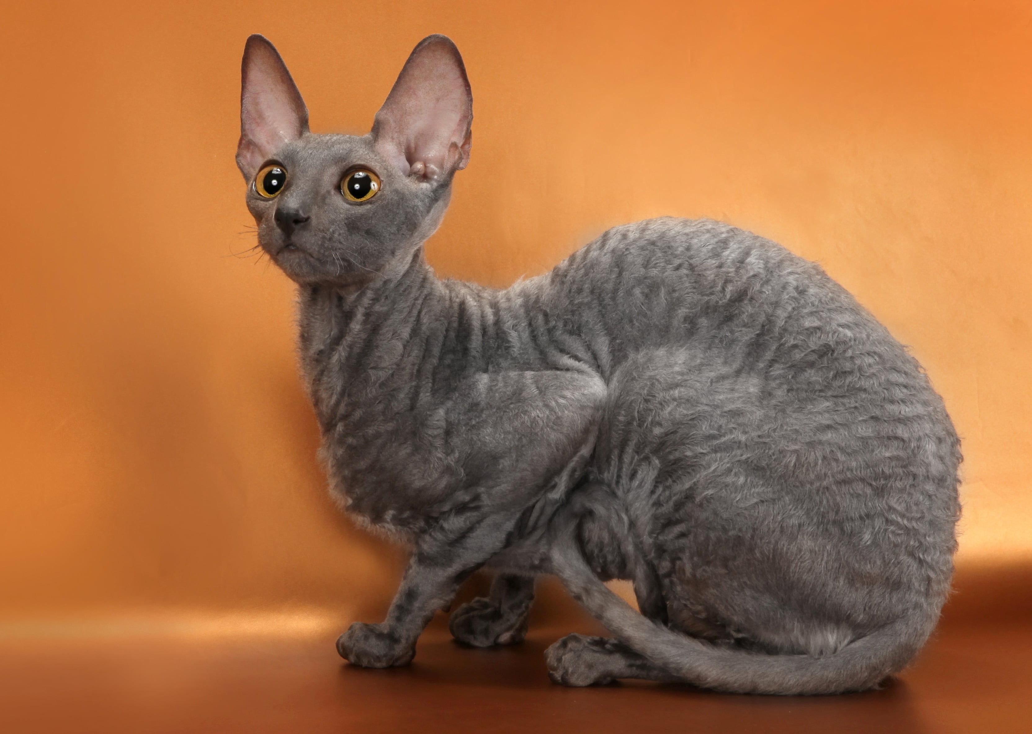 History Of Cornish Rex