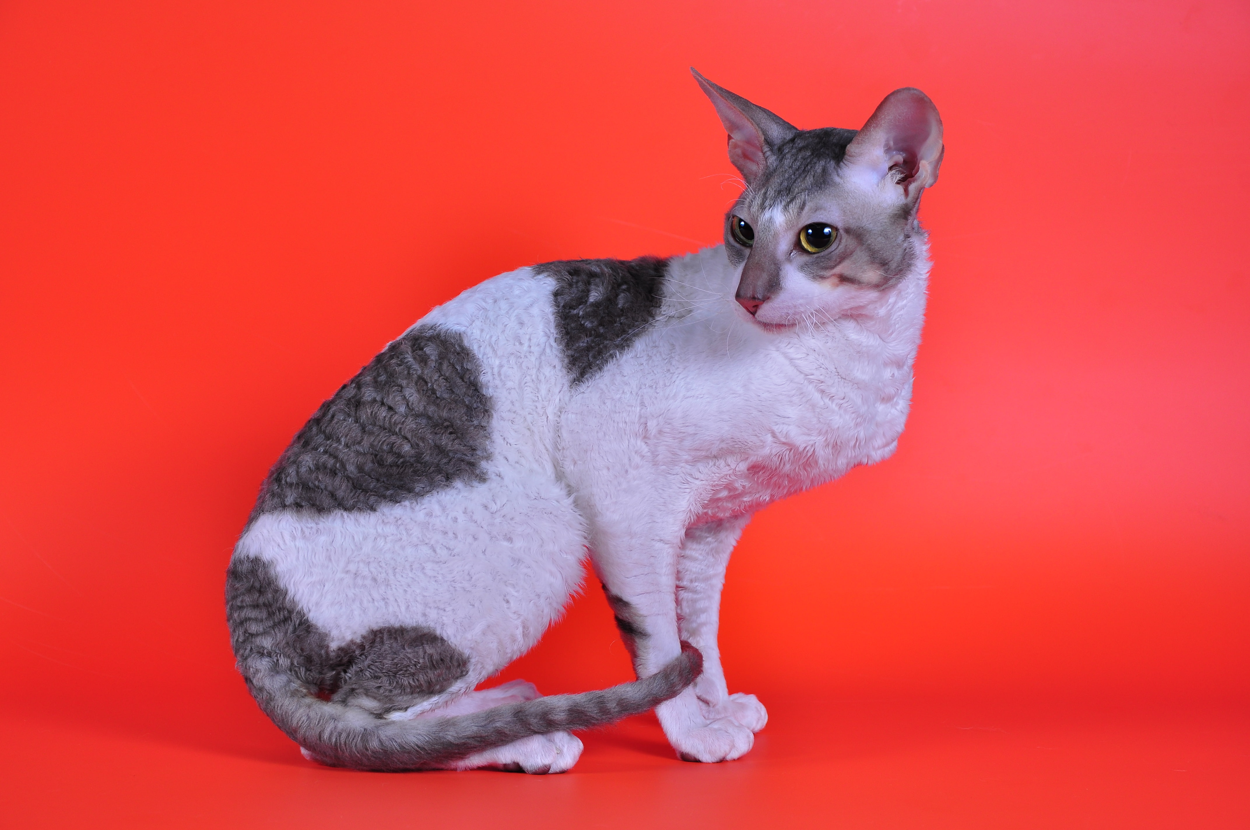 History Of Cornish Rex