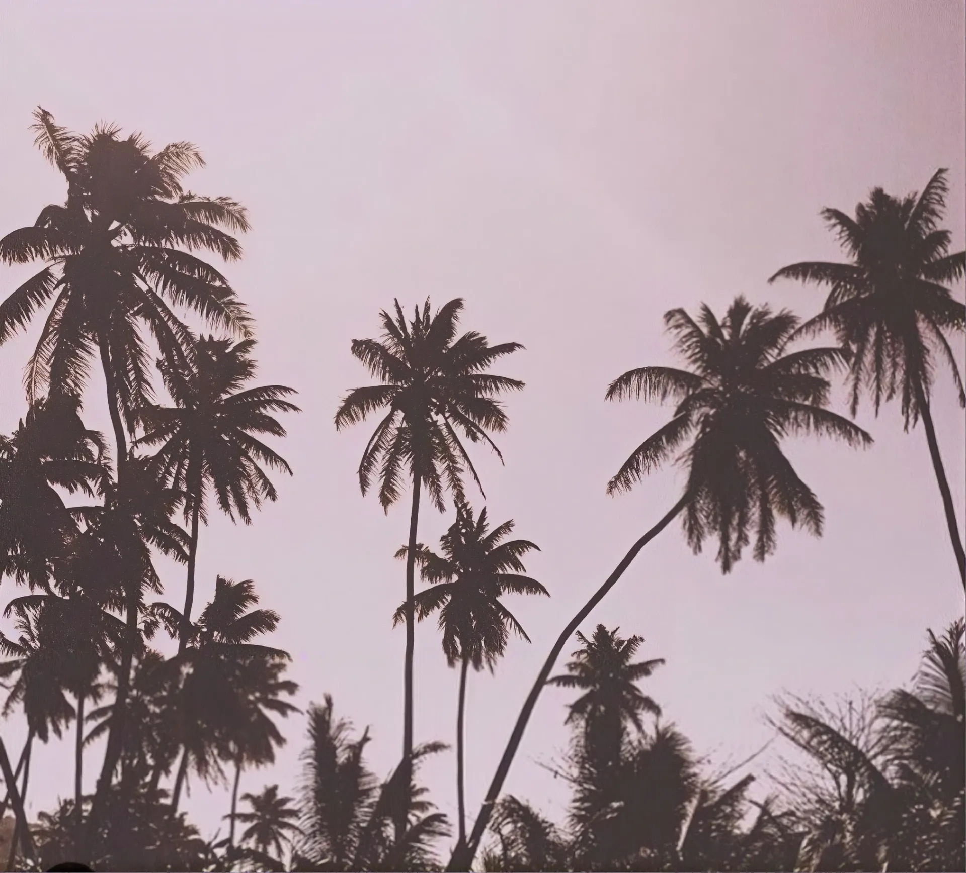 Coconut palms against a dusk sky