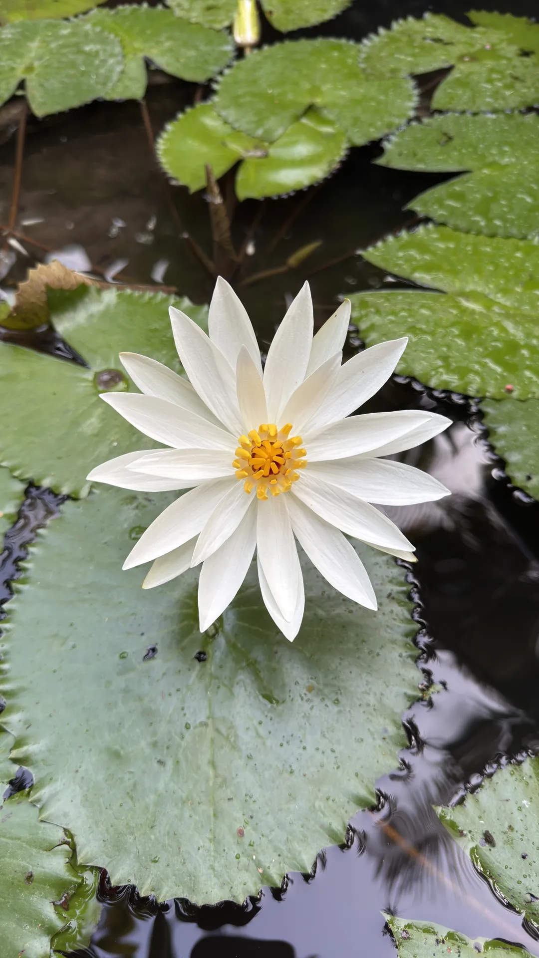 Waterlily open on the garden pond
