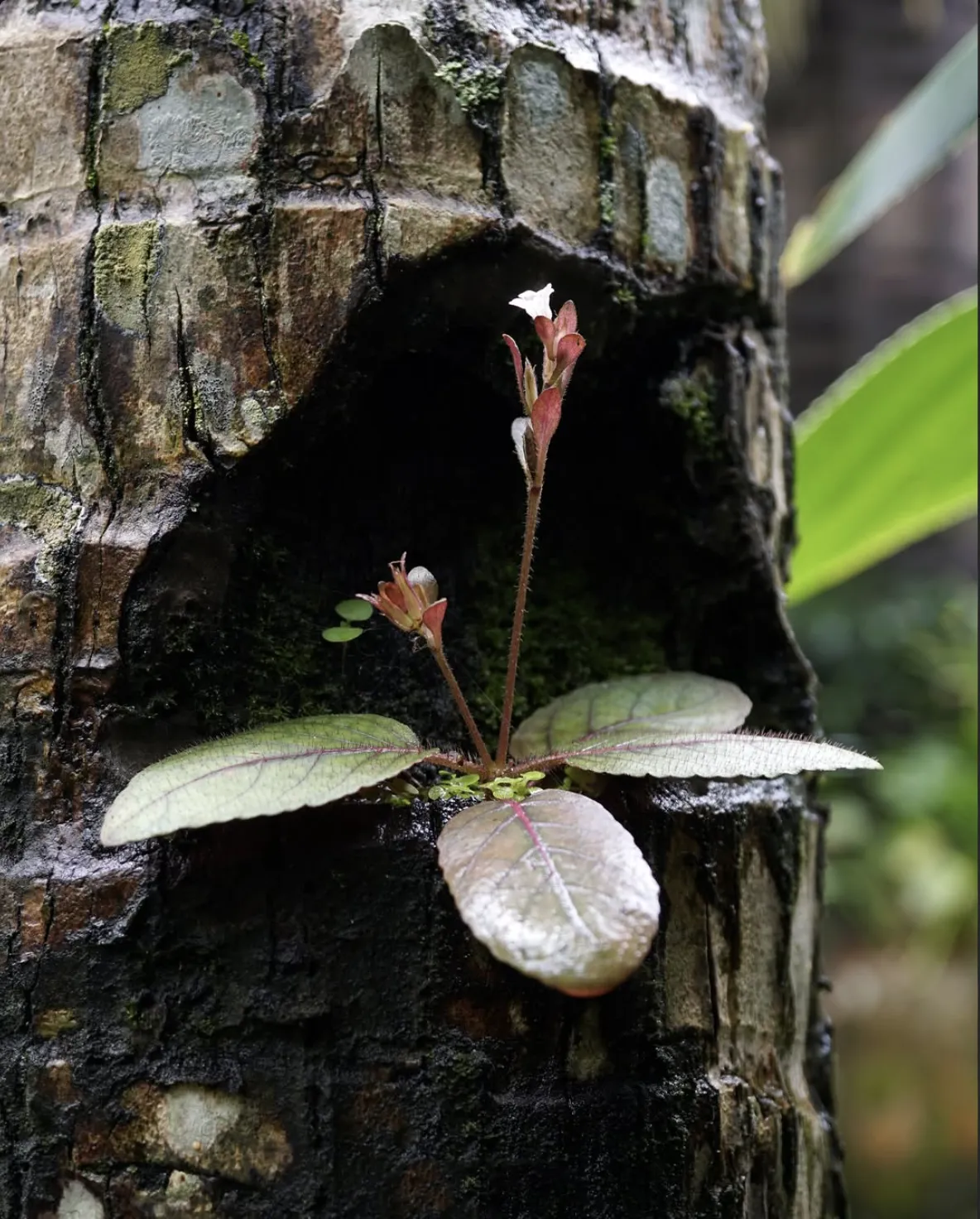 Wild orchid flowering on a palm trunk