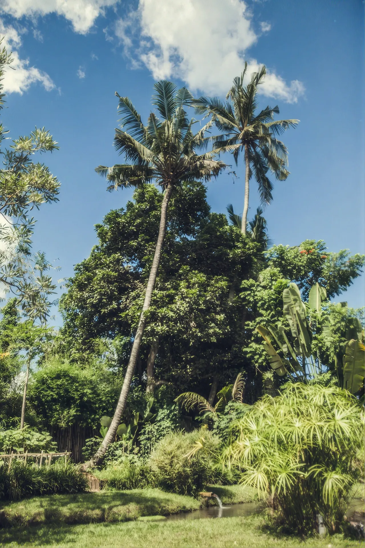 Palms and tropical foliage against the sky
