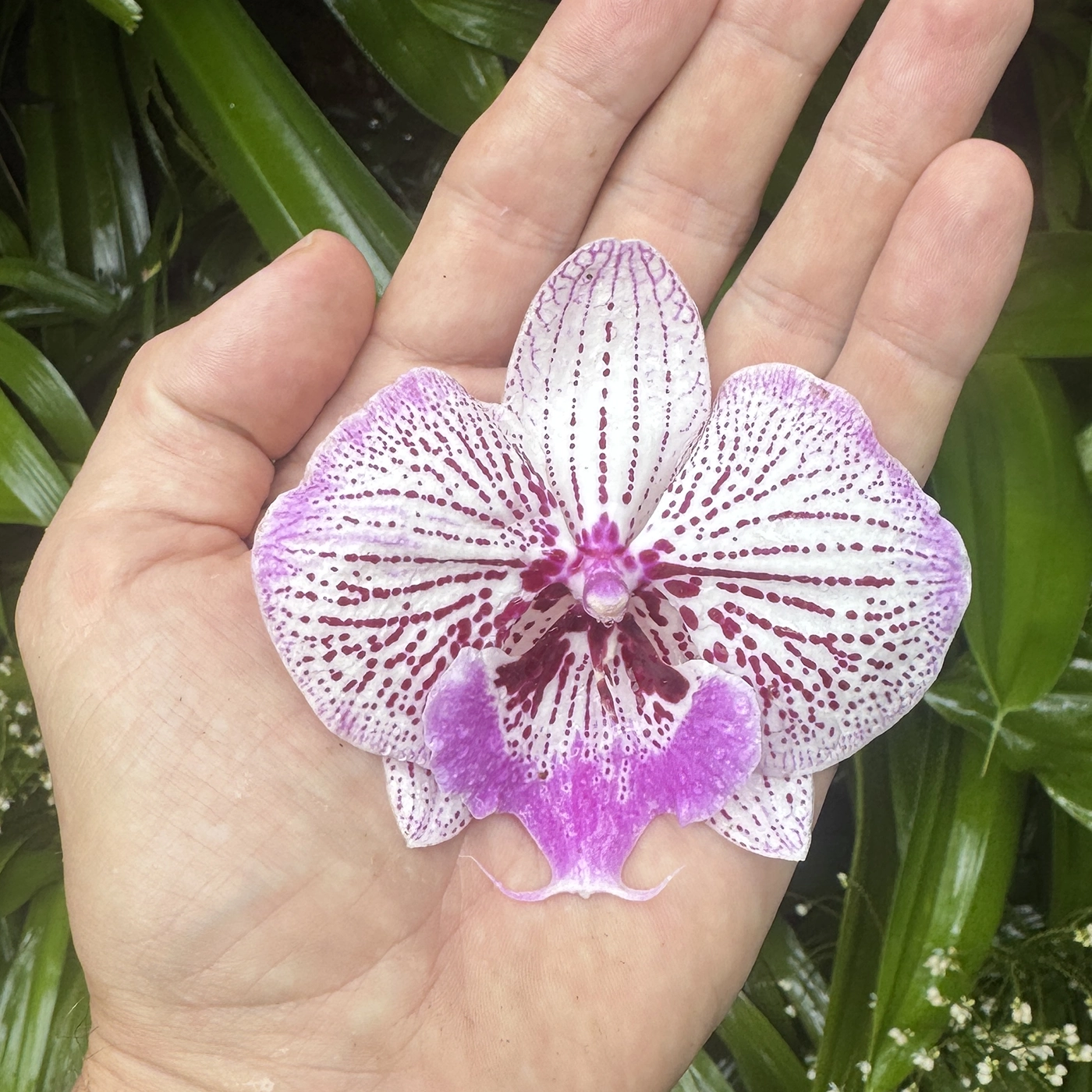 Orchid held in the palm of a hand