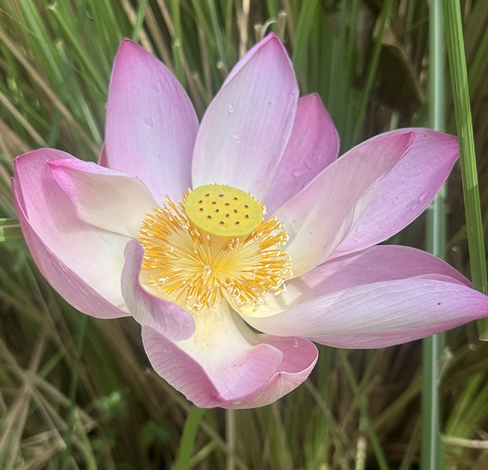 Lotus in flower on the garden pond