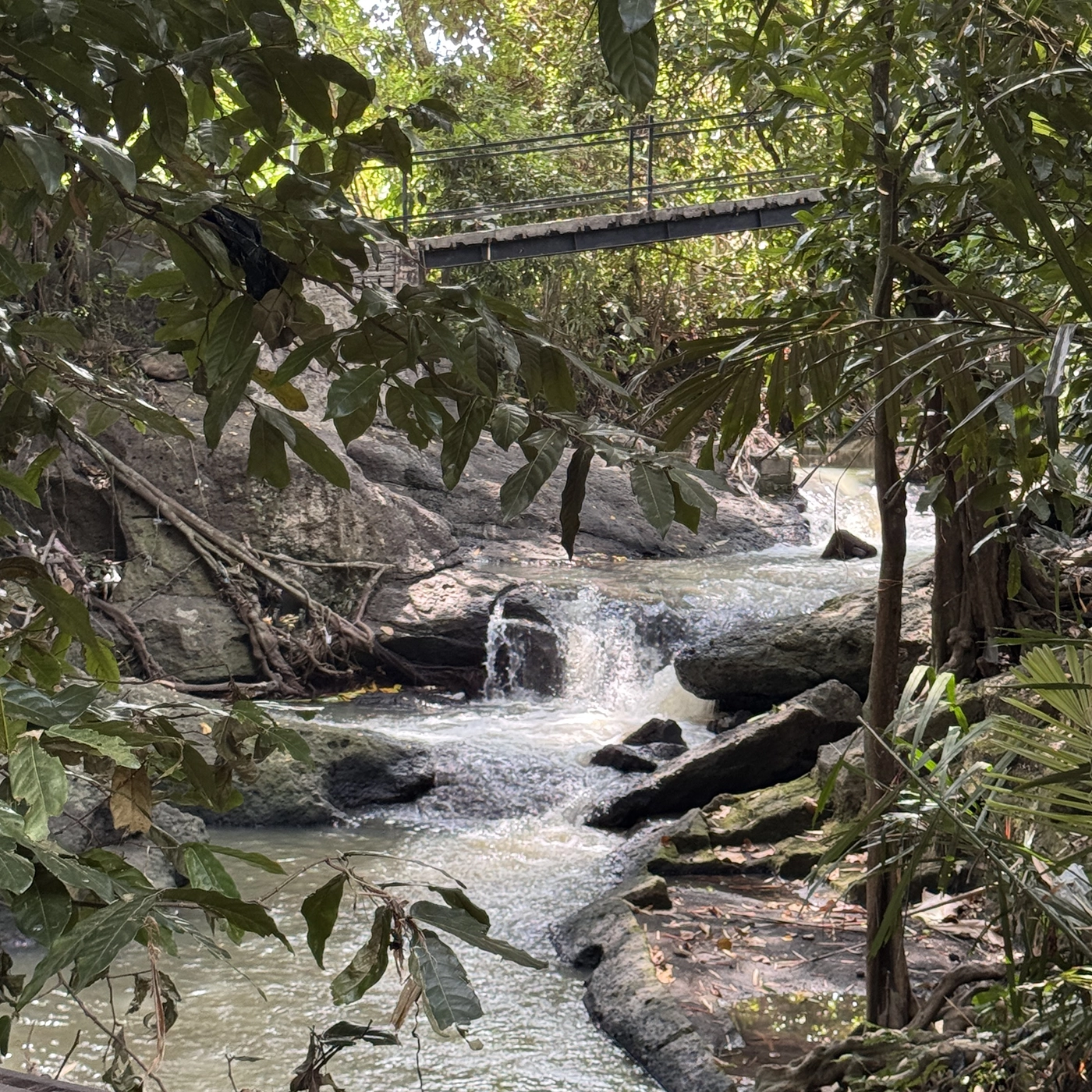 River running through the jungle nearby