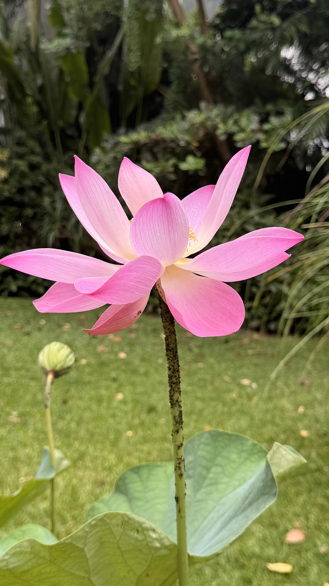 Lotus rising above the pond