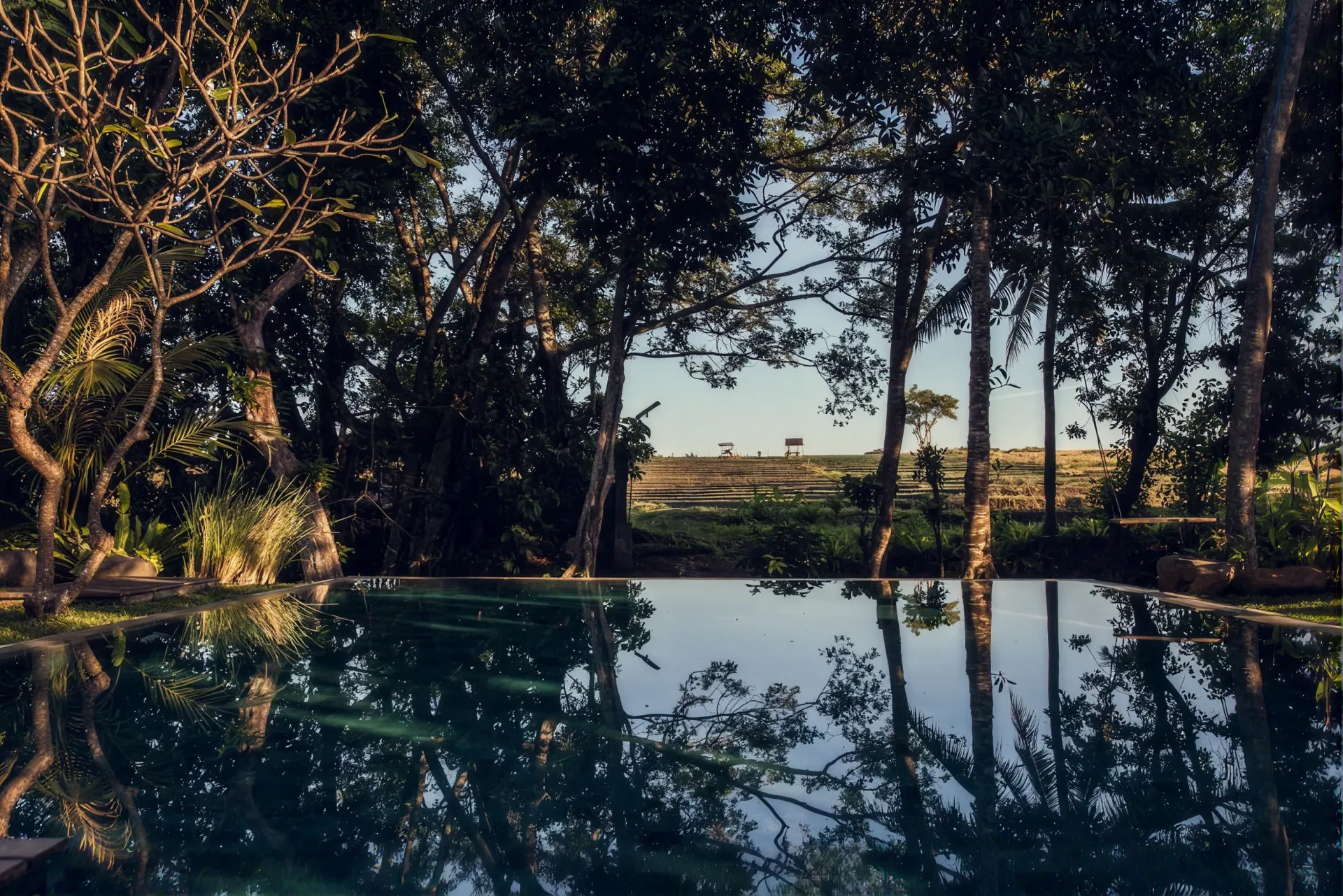Pool reflecting the palms and rice fields