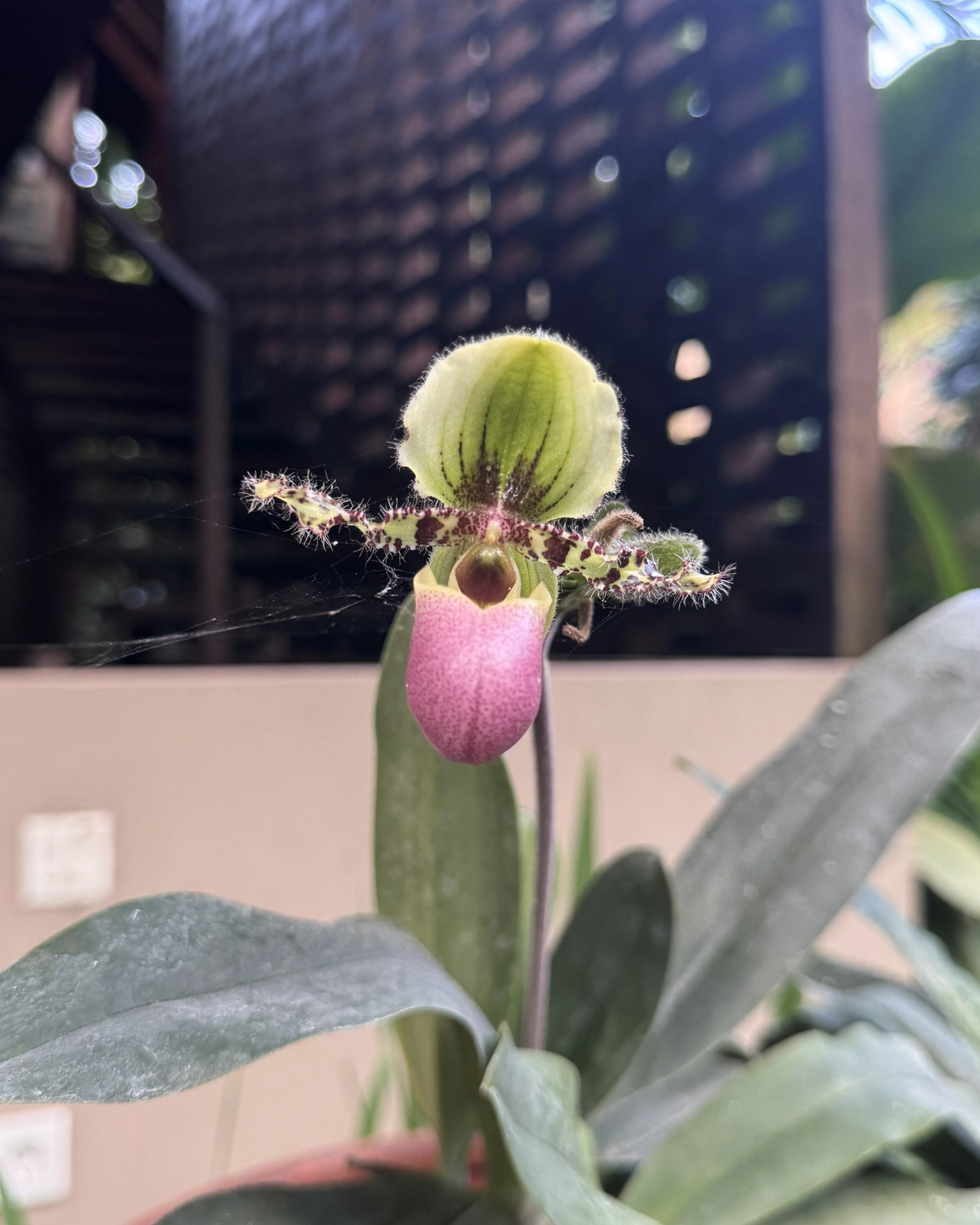 orchid slippery