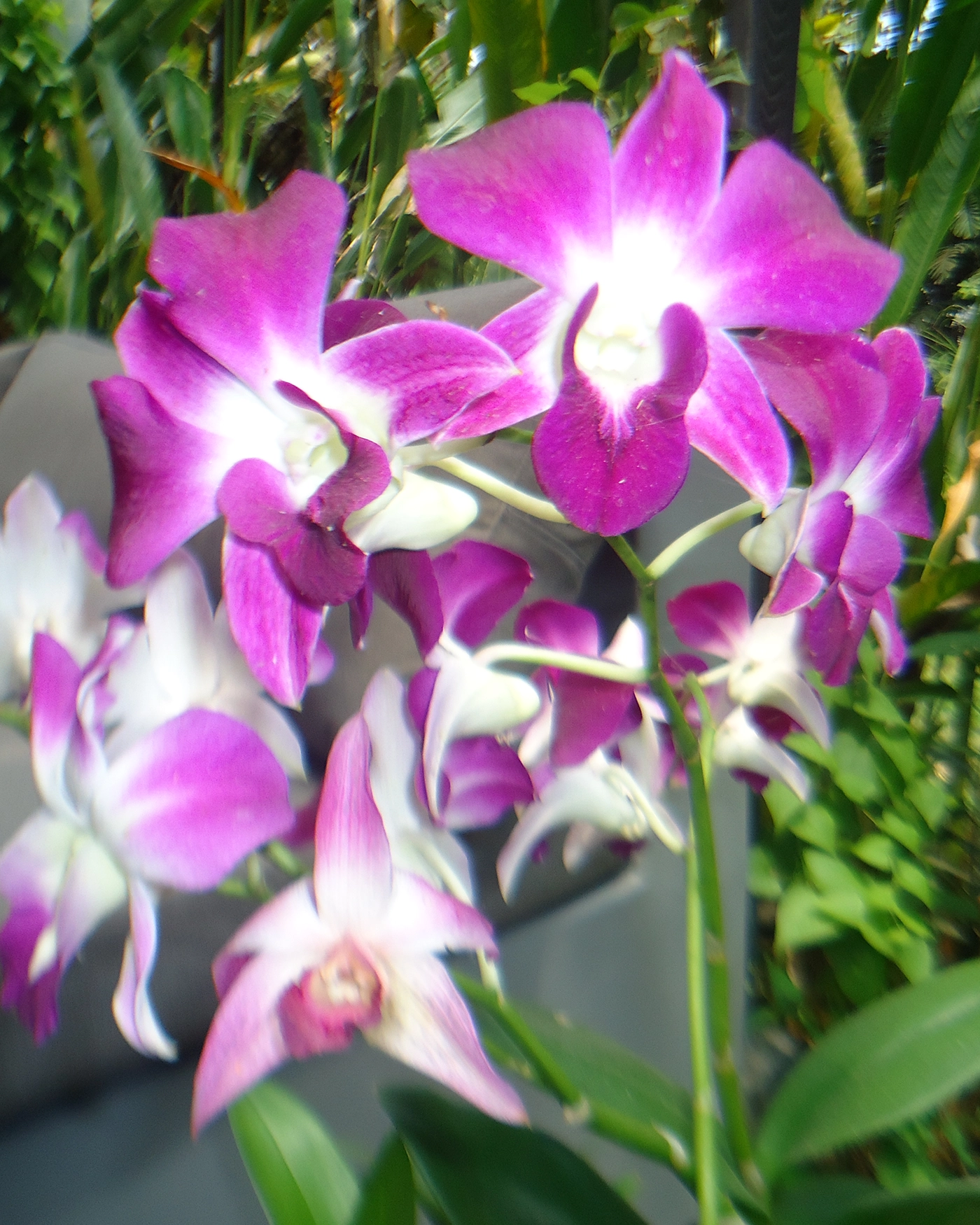 orchid2