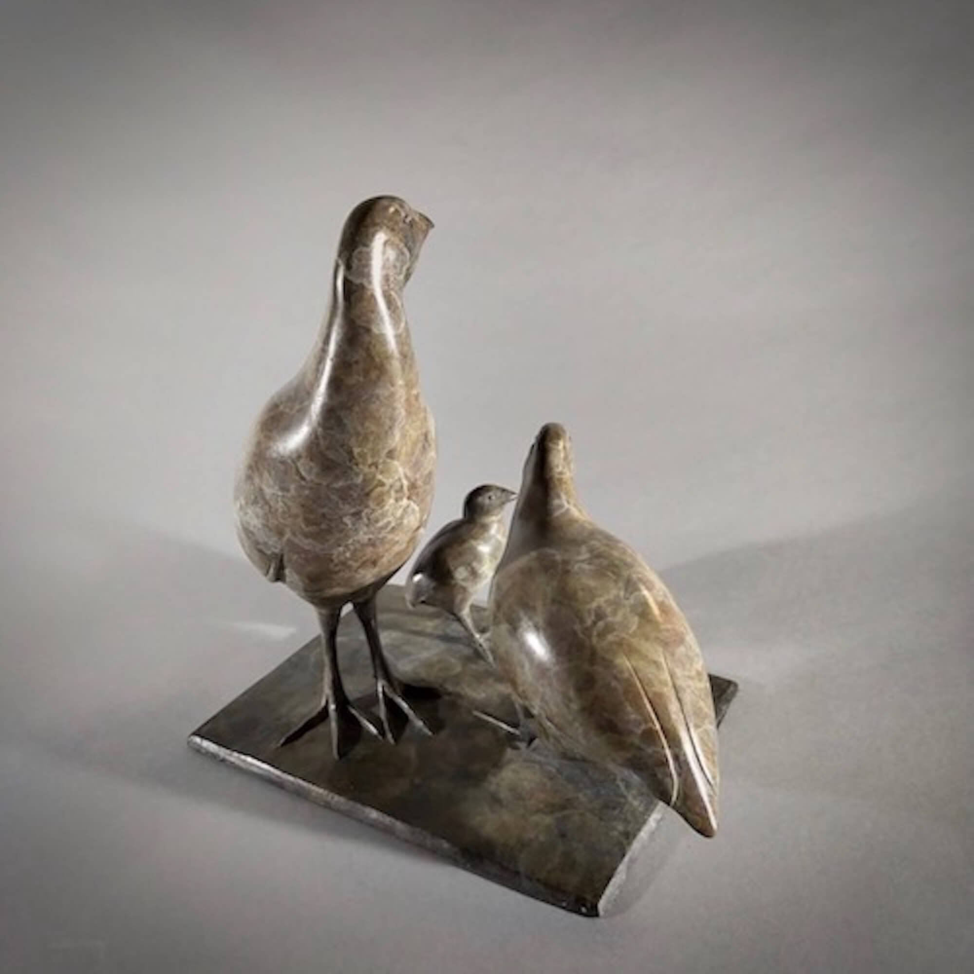 Jonathan Knight | Family of Quail