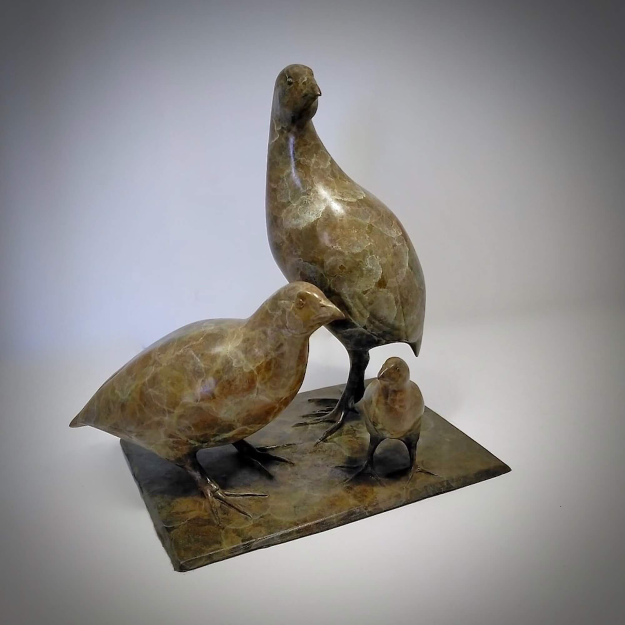 Jonathan Knight | Family of Quail
