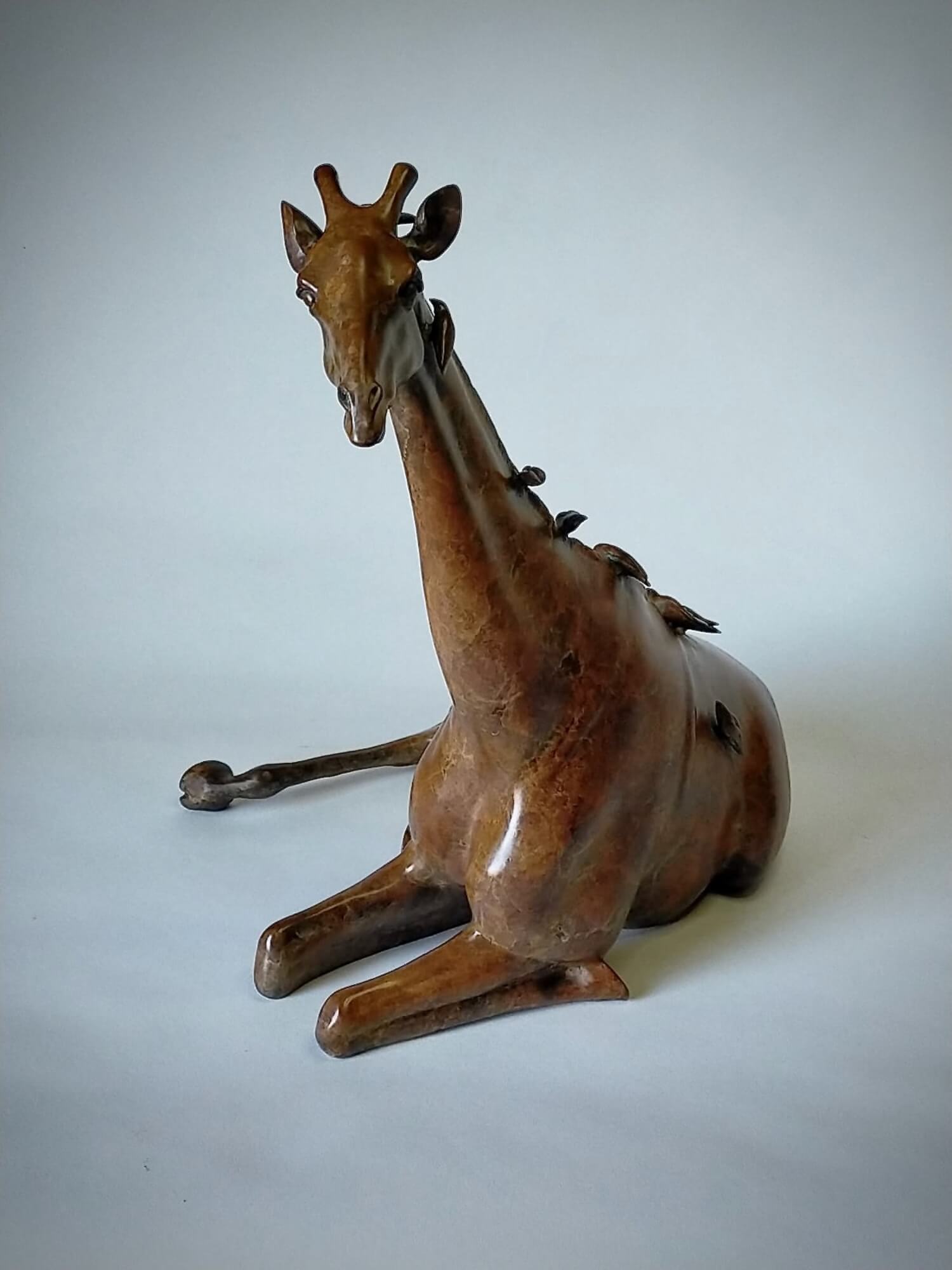 Jonathan Knight | Resting Giraffe