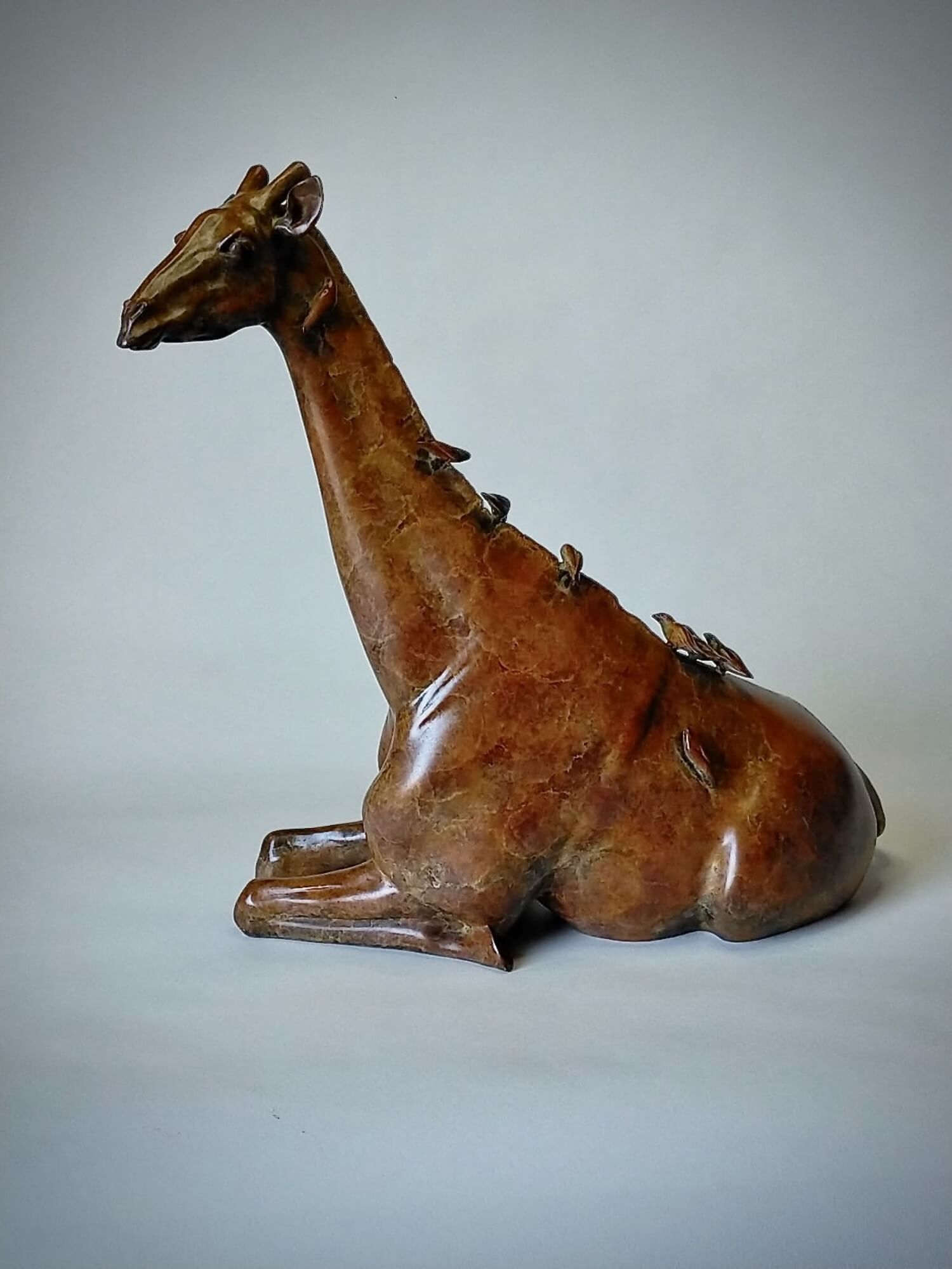 Jonathan Knight | Resting Giraffe