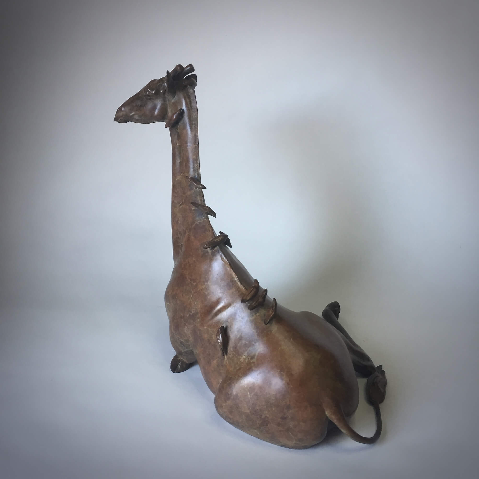 Jonathan Knight | Resting Giraffe