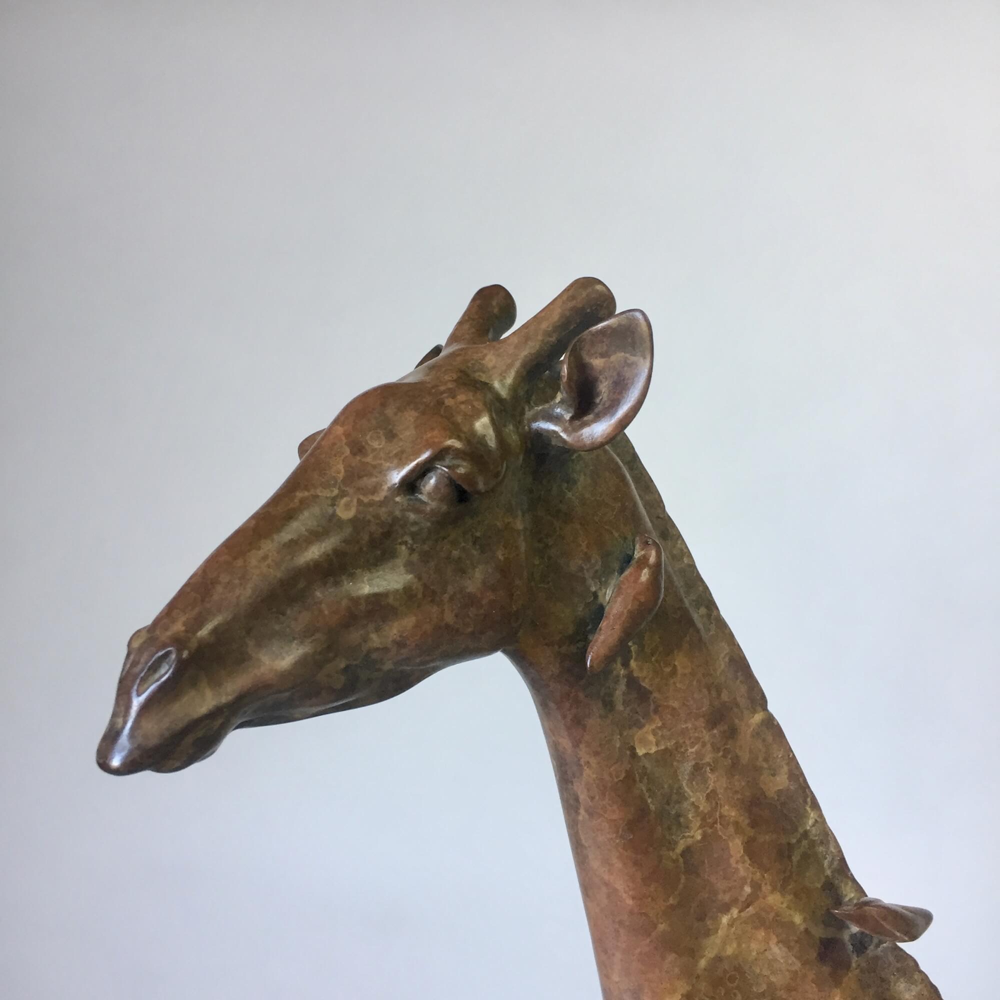 Jonathan Knight | Resting Giraffe
