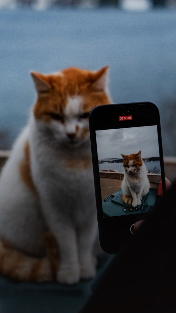 Photo d'un chat pour mur imprimé