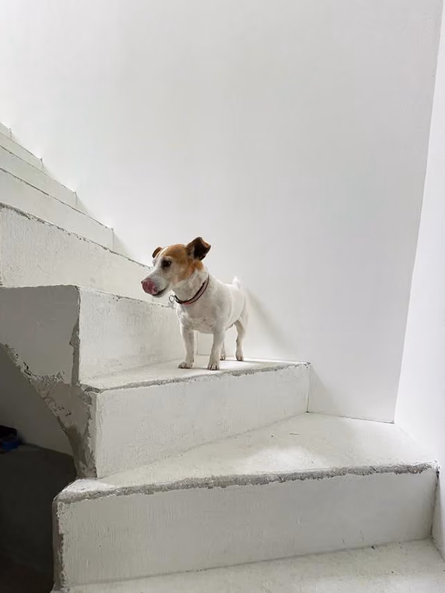 White Sheep, Le Cannet — vue 1