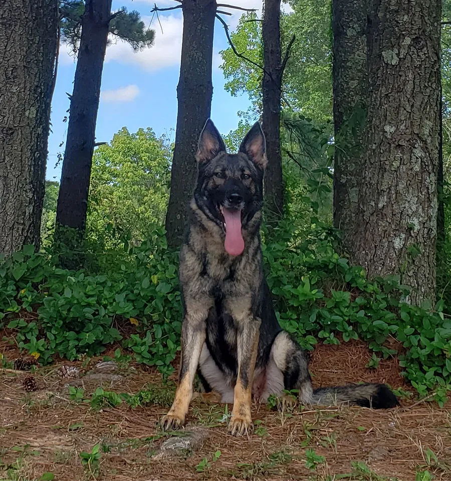 A German Shepherd dog sitting on pine needles and dirt in front of trees and green foliage with its tongue hanging out.