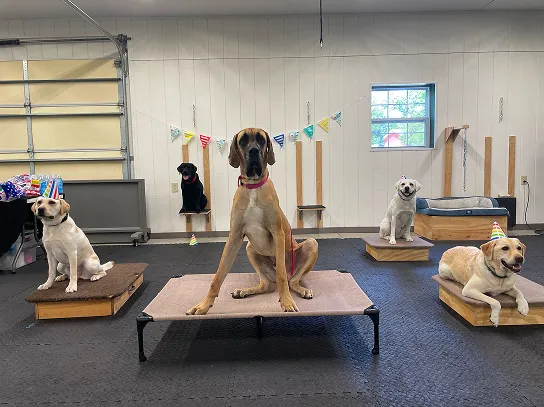 Five dogs in a training room wearing party hats, each sitting or lying on individual platforms with festive triangular flags hanging on the wall behind them.