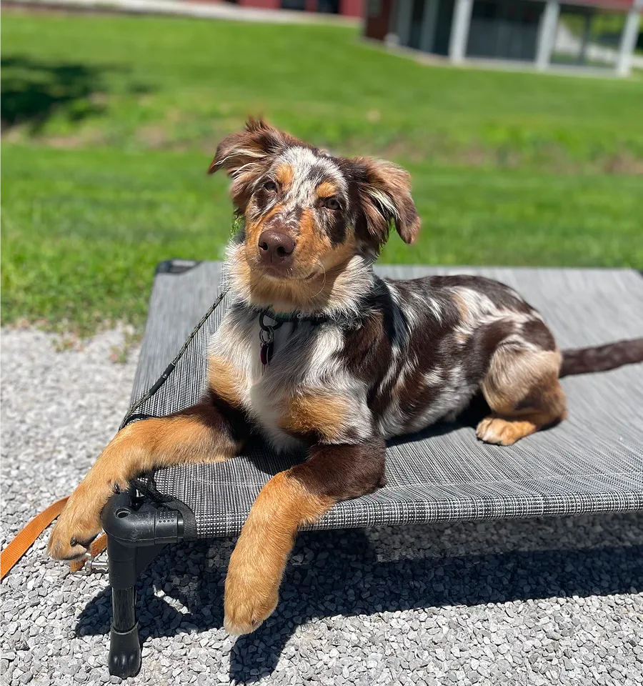 A young Australian Shepherd dog with a merle coat pattern lies relaxed on a gray elevated outdoor pet bed on gravel, with green grass and a building in the background.