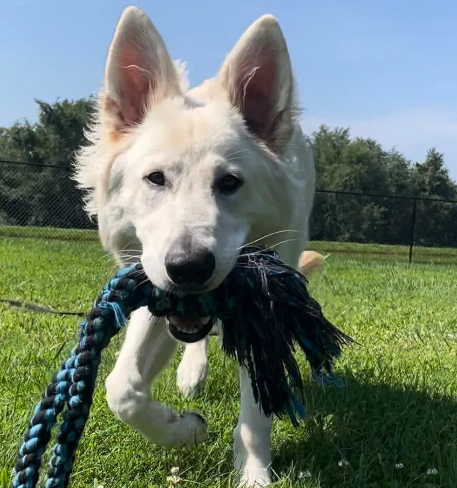 White dog with large upright ears running on green grass outdoors, holding a blue and black braided rope toy in its mouth.
