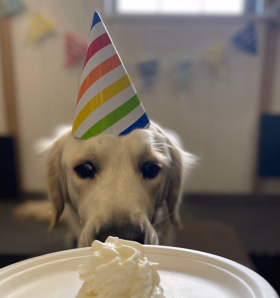 Golden retriever wearing a colorful striped party hat looking at a plate with a swirl of whipped cream, with blurred festive bunting in the background.