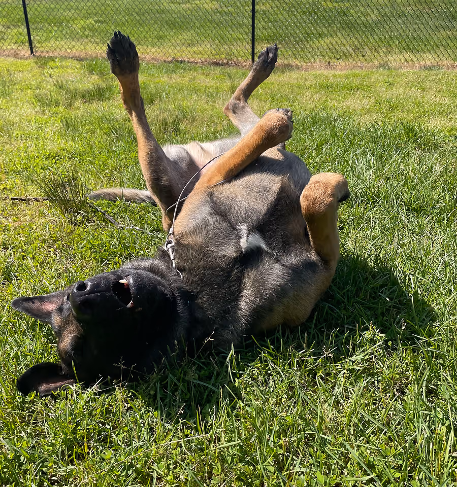 A German Shepherd dog lying on its back in green grass with legs raised, next to a chain-link fence.