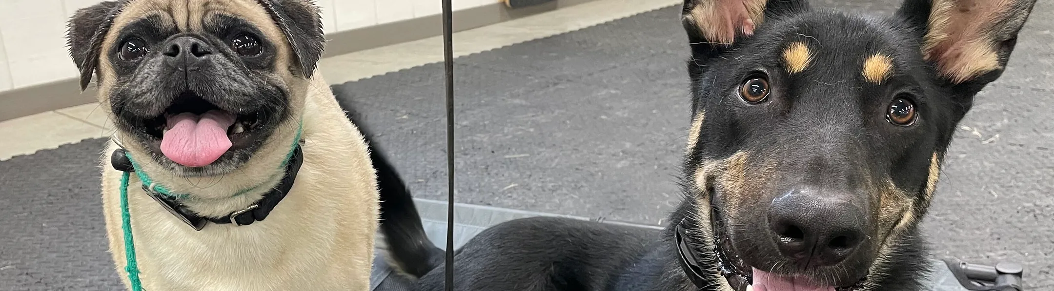 Close-up of two happy dogs indoors, a light-colored pug on the left panting with its tongue out and a black and tan dog on the right looking at the camera with alert ears.
