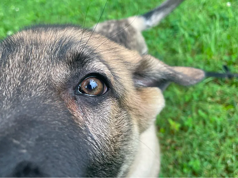 Close-up view of a dog's face focusing on its brown left eye, with a grassy background.