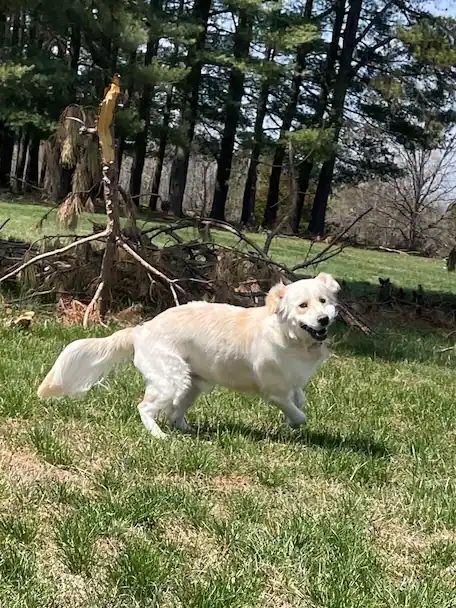 Light-colored dog running on green grass with trees and fallen branches in the background.