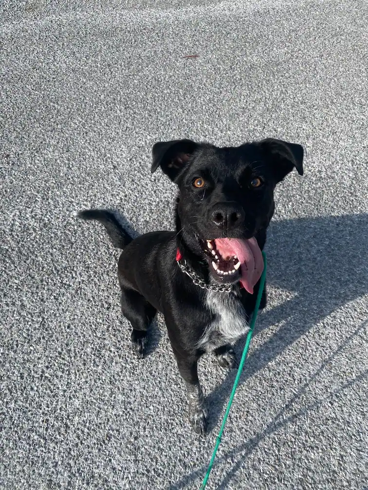 Black dog with white chest sitting on gray asphalt, tongue out and panting happily with a green leash attached to its collar.