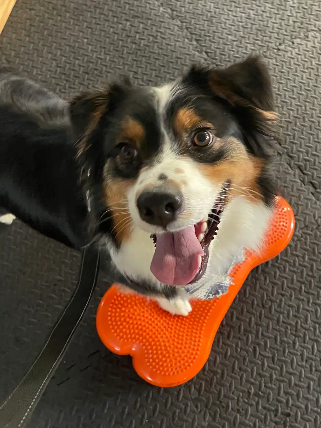 Happy black, white, and tan dog sitting on a textured black mat with one paw on an orange bone-shaped chew toy, tongue out.