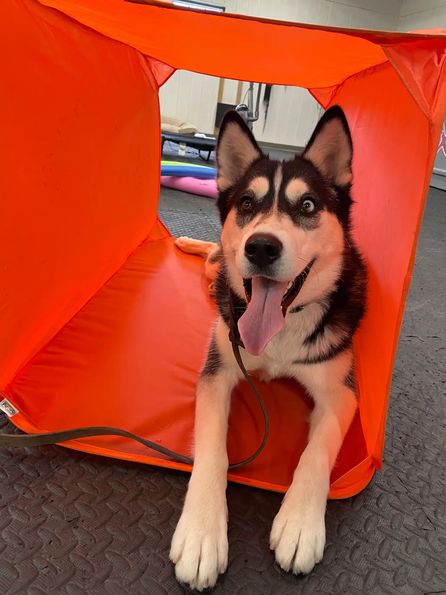 Happy Siberian Husky with tongue out lying inside an orange tunnel on a textured floor.