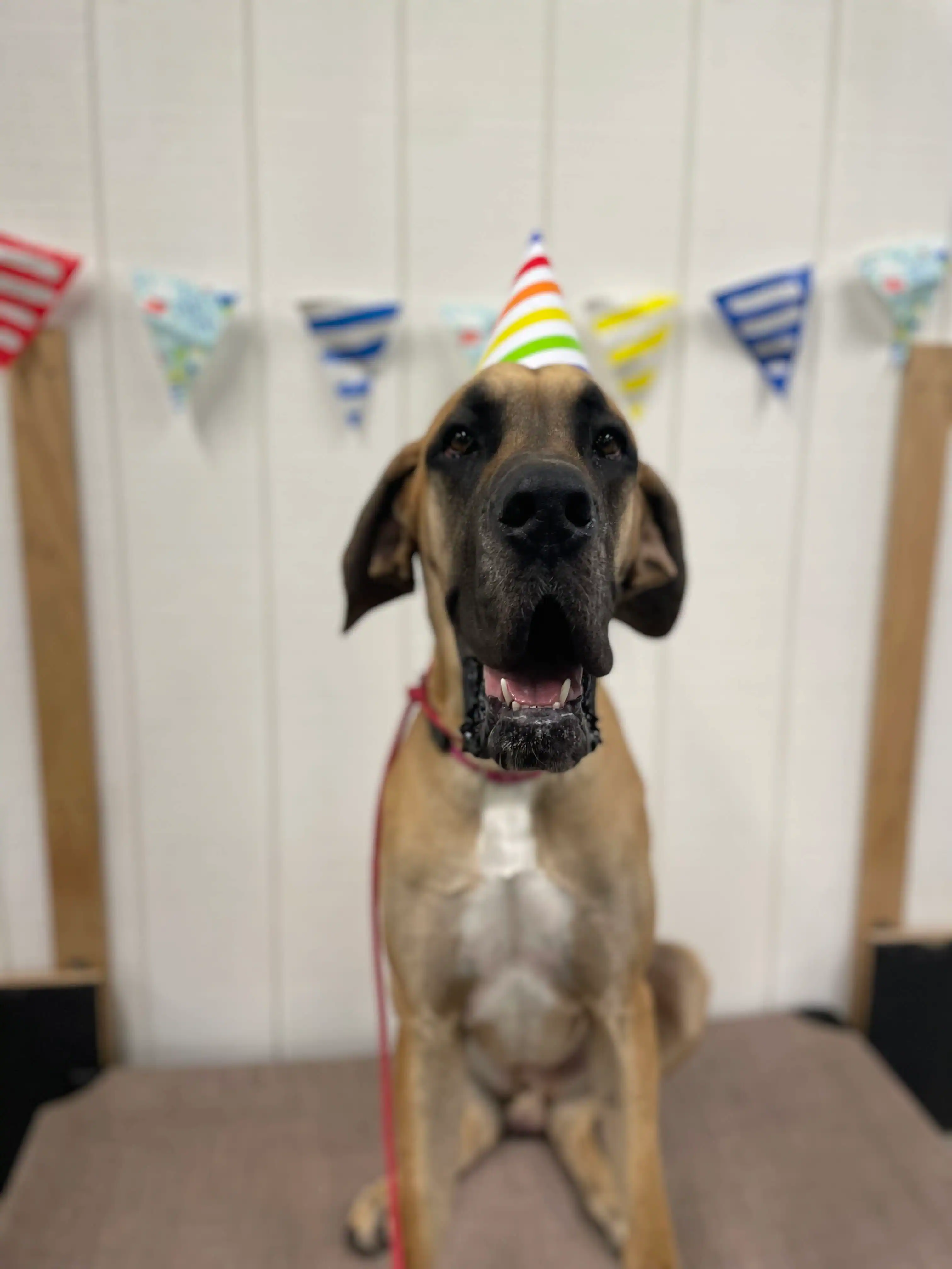 Large brown dog wearing a colorful striped party hat sitting in front of a white wall decorated with multi-colored triangular pennant banners.
