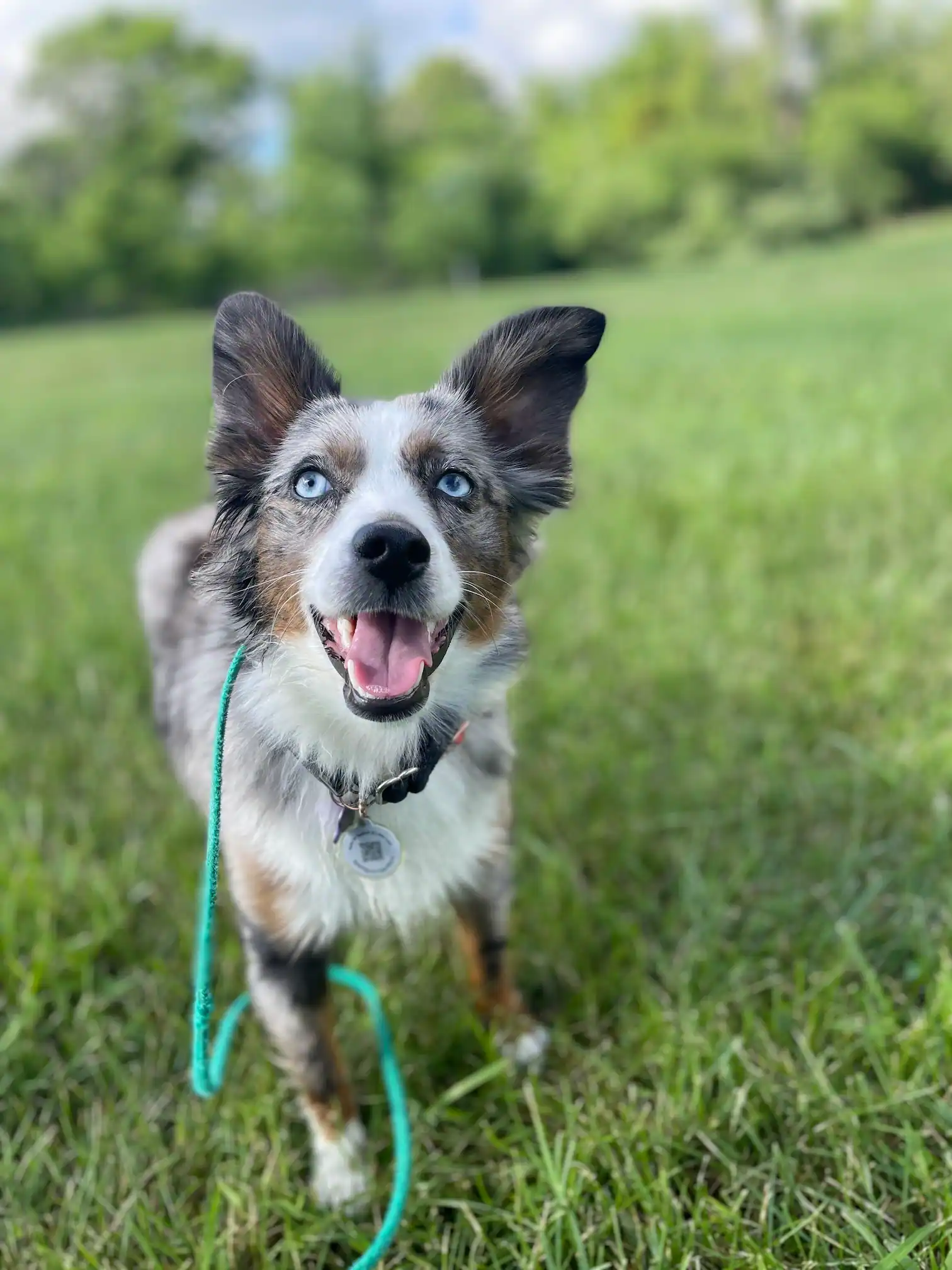 Happy Australian Shepherd dog with striking blue eyes and a collar standing on green grass outdoors with a blue leash.