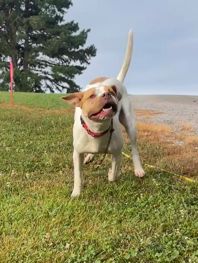 White and brown dog with a red collar standing on green grass, with one ear flapping and tail up in a field near a tree and gravel path under a clear sky.