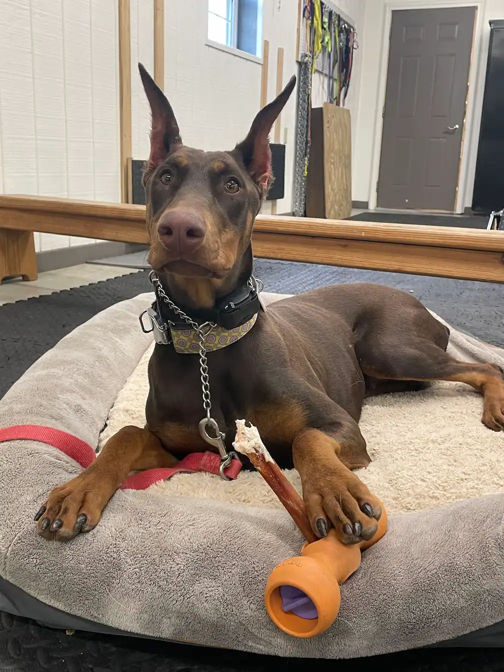 Doberman dog with cropped ears lying on a gray and beige dog bed indoors, holding an orange bone-shaped chew toy and a stick treat with its front paws, looking attentively forward.