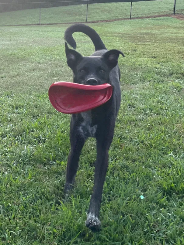 Black dog with a small white patch on its chest running on green grass while carrying a red frisbee in its mouth.