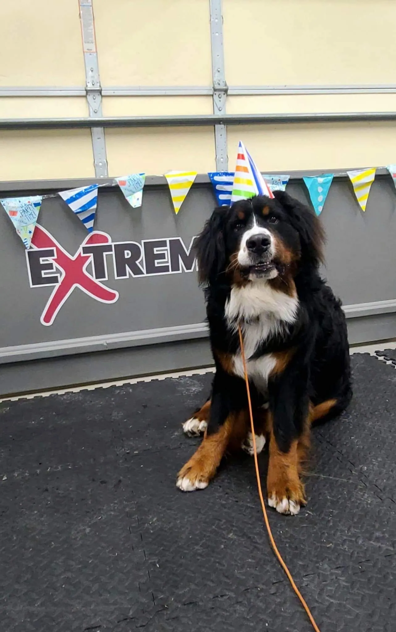 Large black, brown, and white dog wearing a colorful striped party hat, sitting on a black mat in front of a garage door decorated with multicolored party bunting and partially visible 'EXTREME' text.