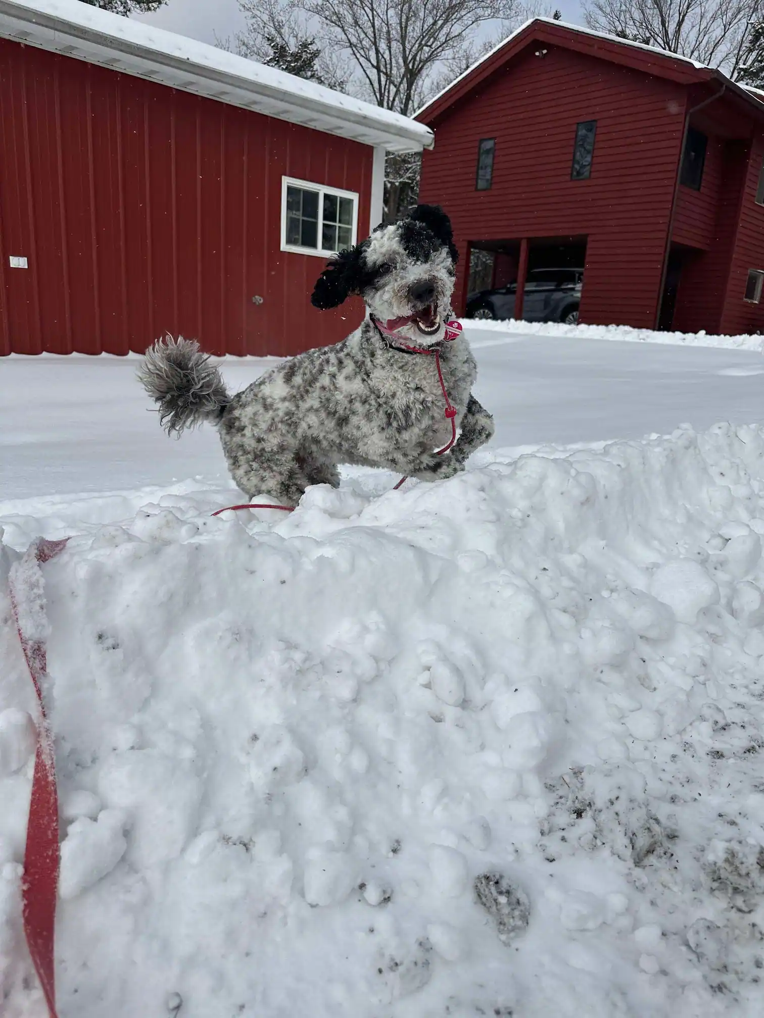 Curly gray and black dog with curly tail and pink collar jumping or playing in a snowy yard with two red wooden buildings in the background.