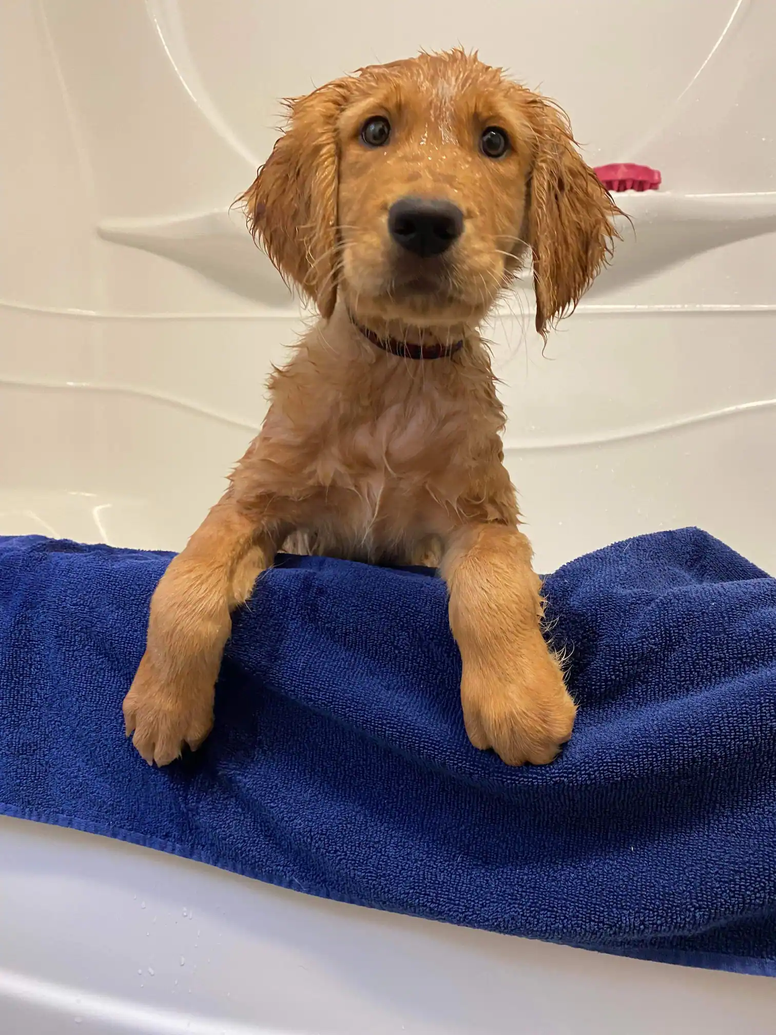Wet golden retriever puppy standing in a white bathtub with its front paws resting on a blue towel draped over the tub edge.